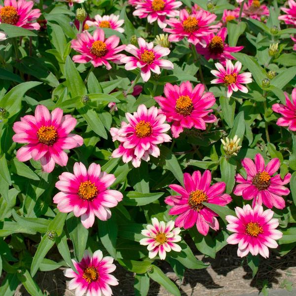 Zinnia 'Profusion Cherry Bicolor' White Flower Farm