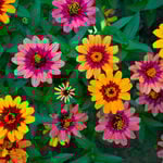 Zinnia