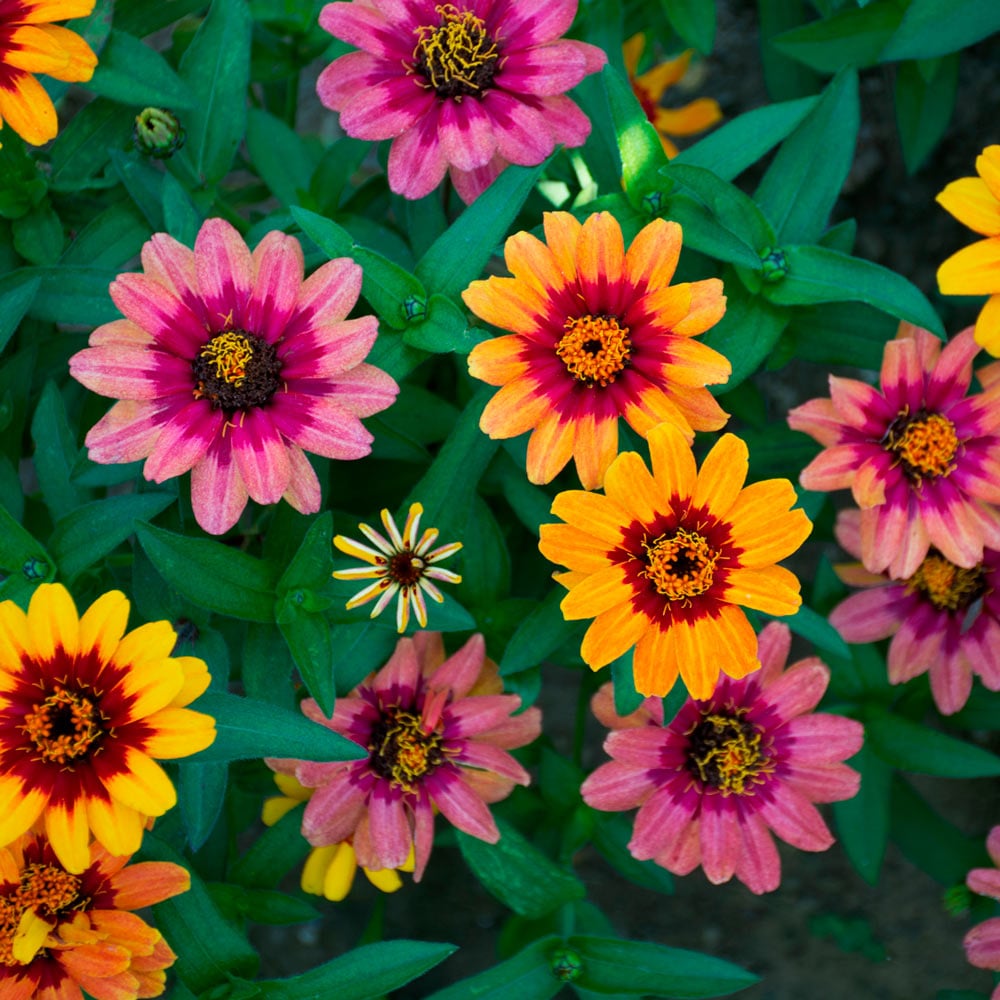 Zinnia 'Profusion Red Yellow Bicolor'