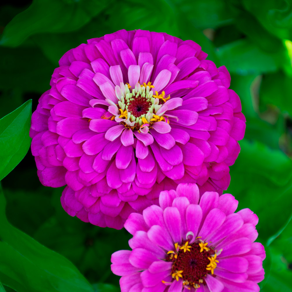 Zinnia elegans Uproar™ Rose White Flower Farm