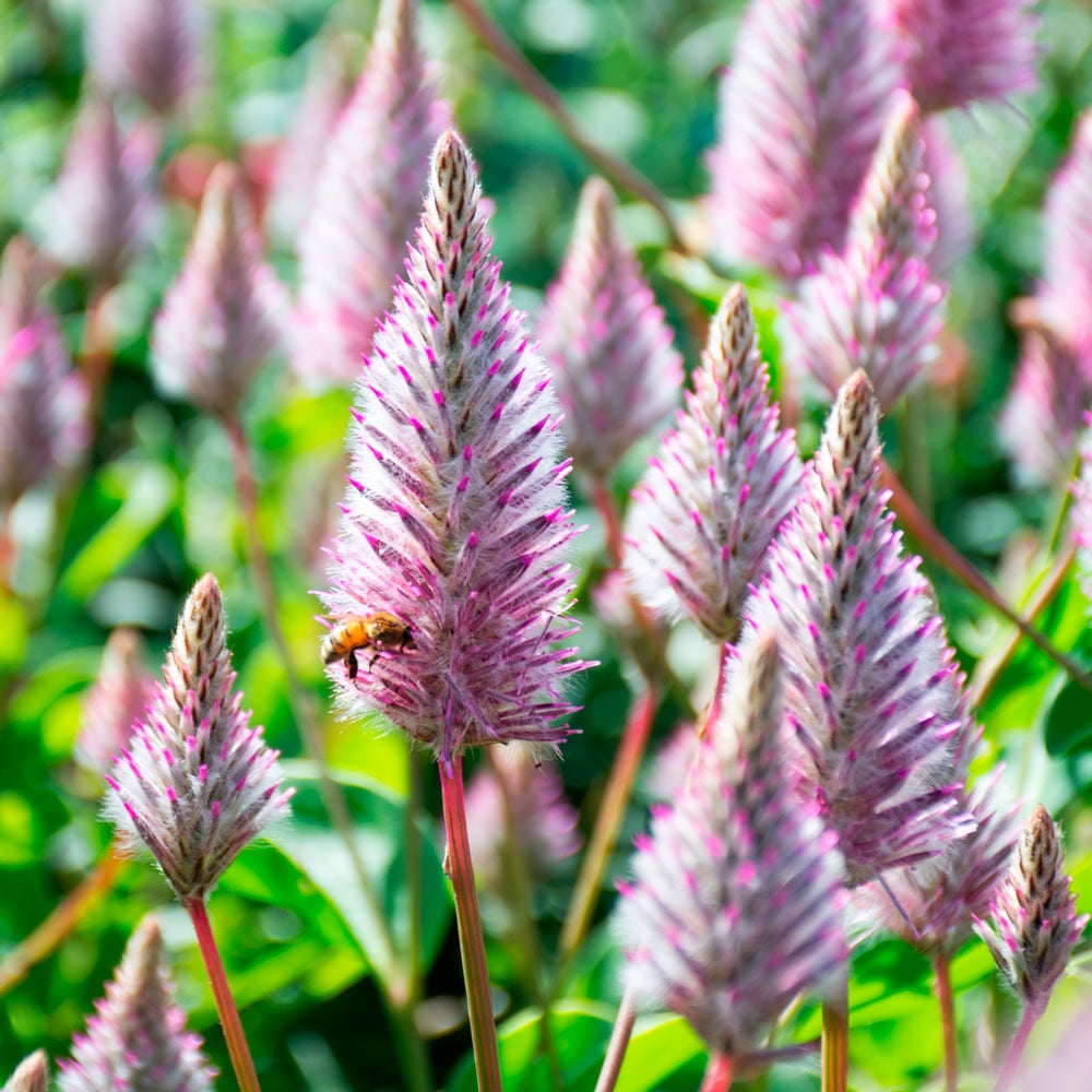 Ptilotus exaltatus 'Matilda'