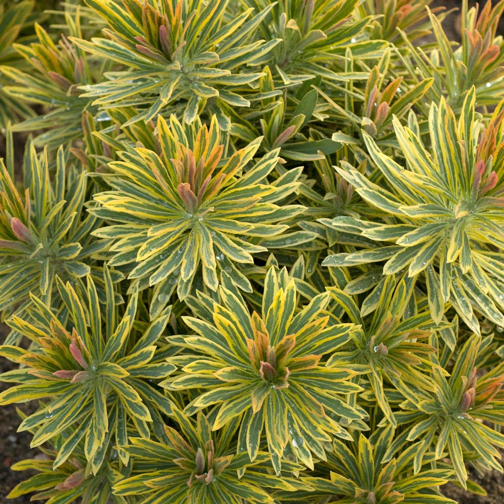 Euphorbia x martinii 'Ascot Rainbow'