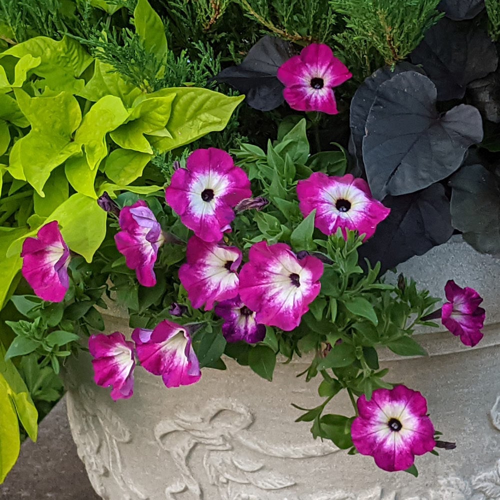 Petunia Crazytunia® Magenta Storm