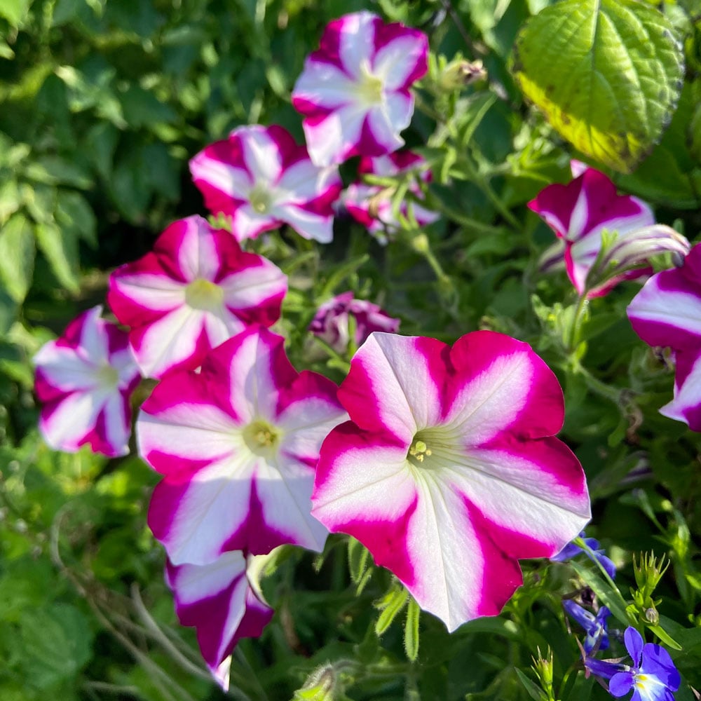 Petunia Headliner™ Raspberry Swirl