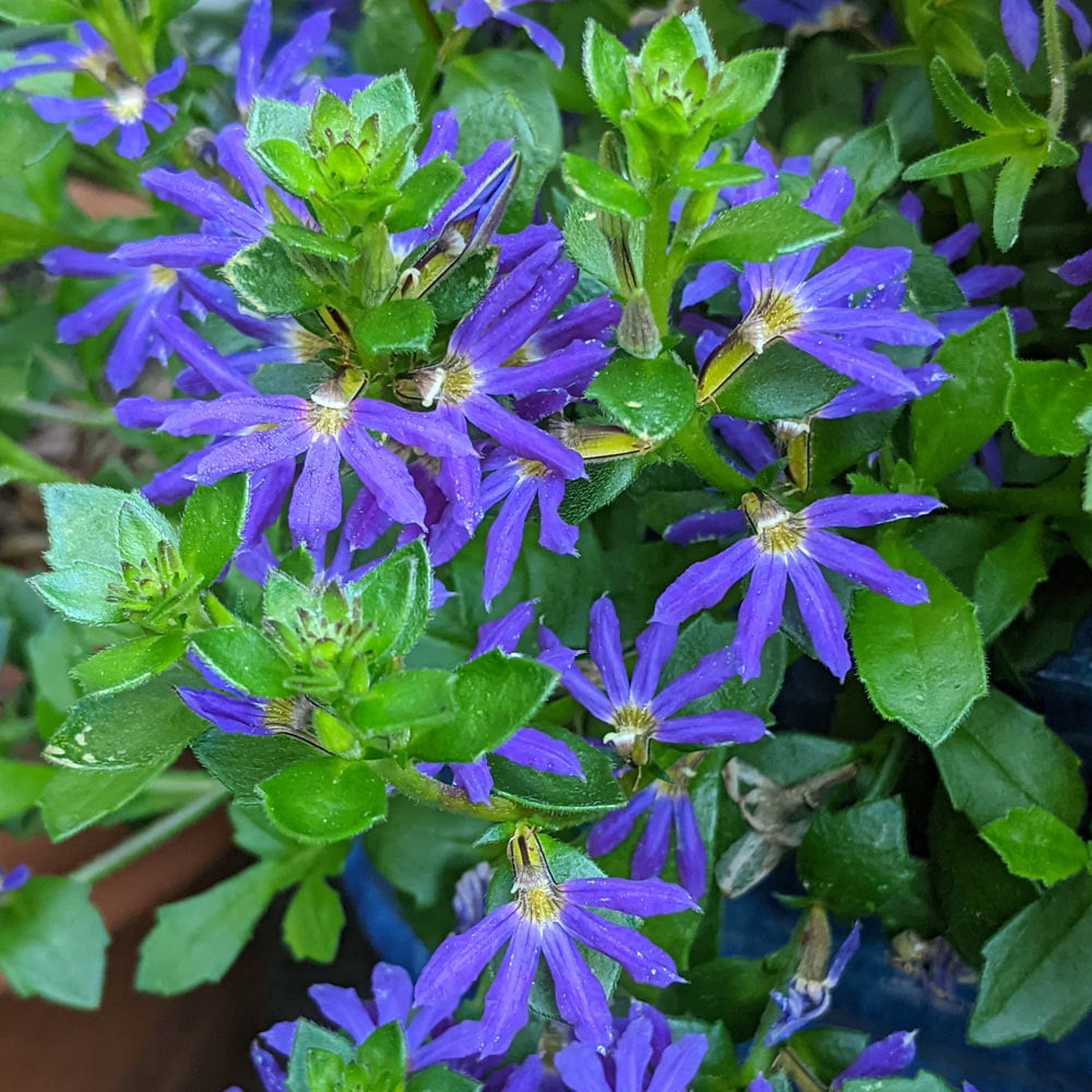 Scaevola Surdiva® Blue Violet