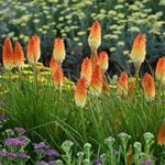 Kniphofia