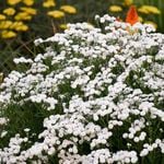  Achillea ptarmica 'Peter Cottontail'