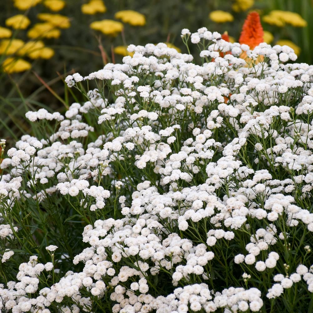 Achillea ptarmica 'Peter Cottontail'