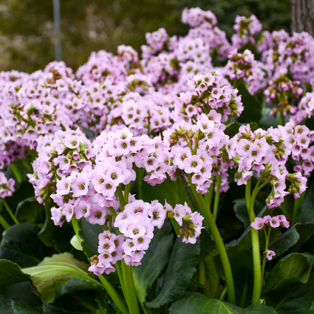 Bergenia 'Fairytale Romance'