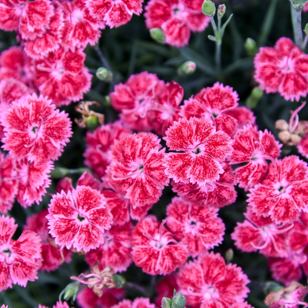 Dianthus Single Ladies® 'Red Rouge'