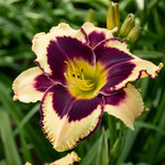  Hemerocallis (Daylily) 'Inkheart' - Reblooming