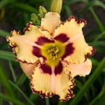  Hemerocallis (Daylily) 'King of the Ages' - Reblooming