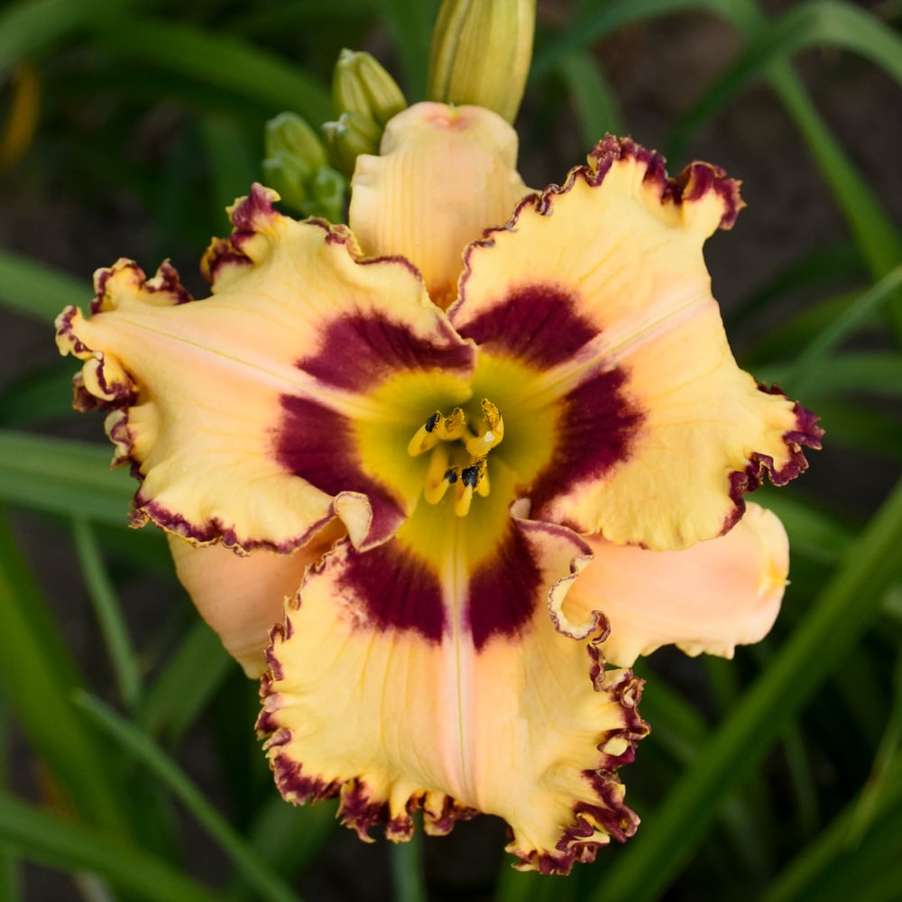 Hemerocallis (Daylily) 'King of the Ages' - Reblooming