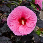  Hibiscus Summerific® 'Edge of Night'