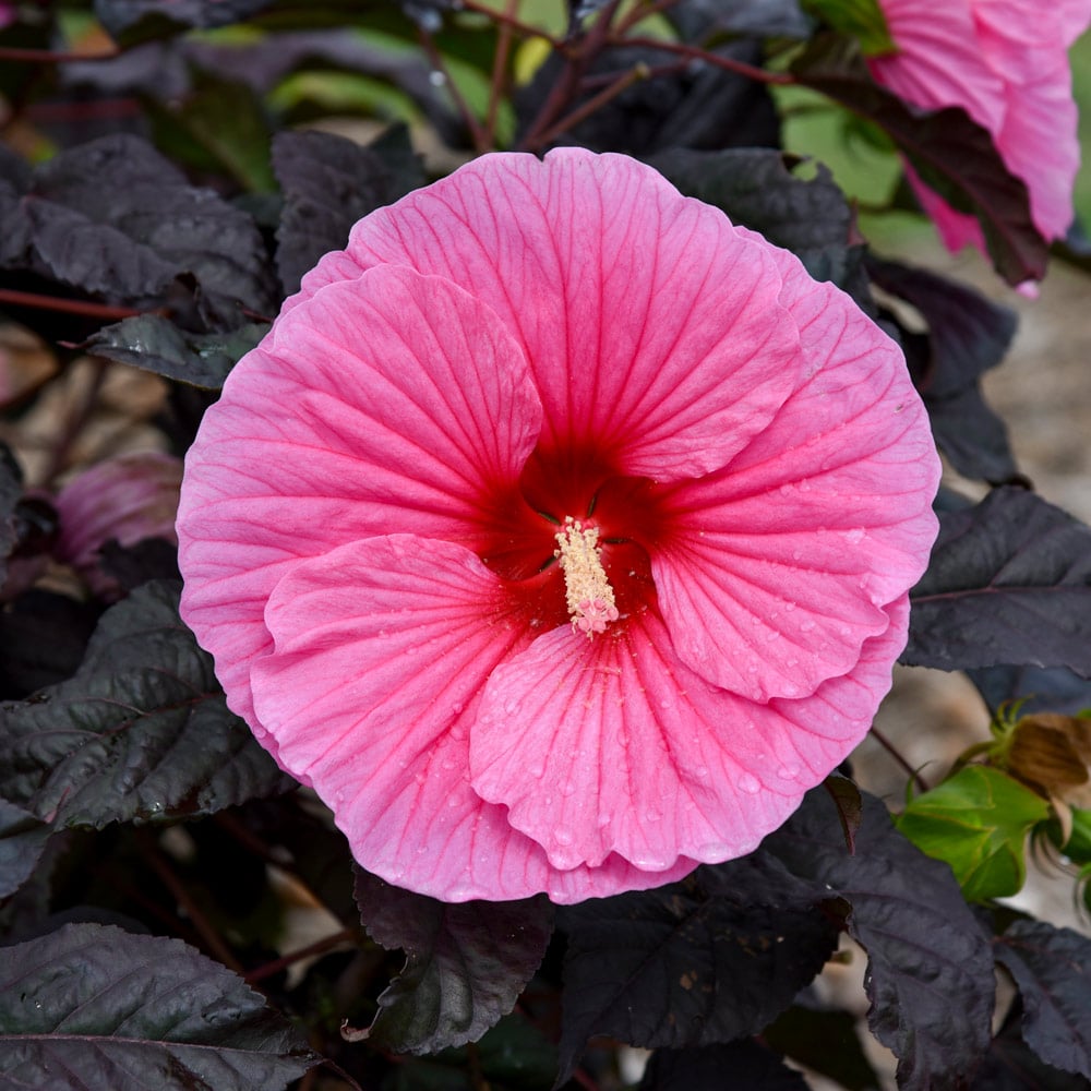 Hibiscus Summerific® 'Edge of Night'