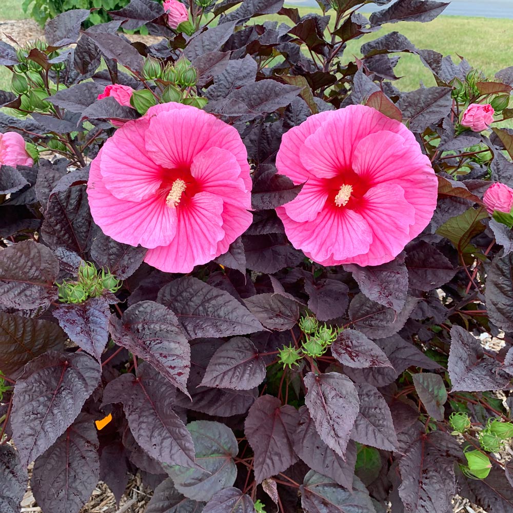 Hibiscus Summerific® 'Edge of Night' White Flower Farm
