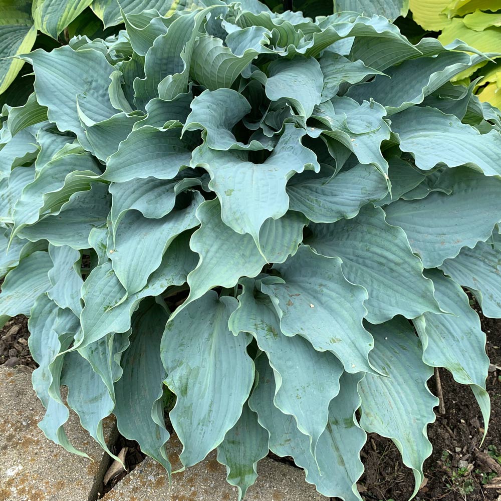 Hosta 'Dancing with Dragons'