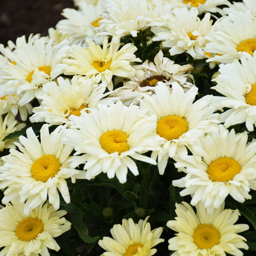 Leucanthemum x superbum 'Seventh Heaven'