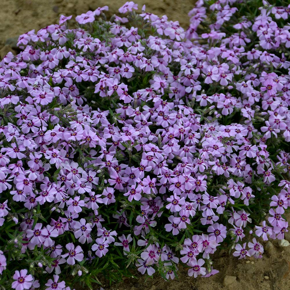 Phlox subulata 'Eye Candy'