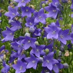  Platycodon grandiflorus 'Fuji Blue'