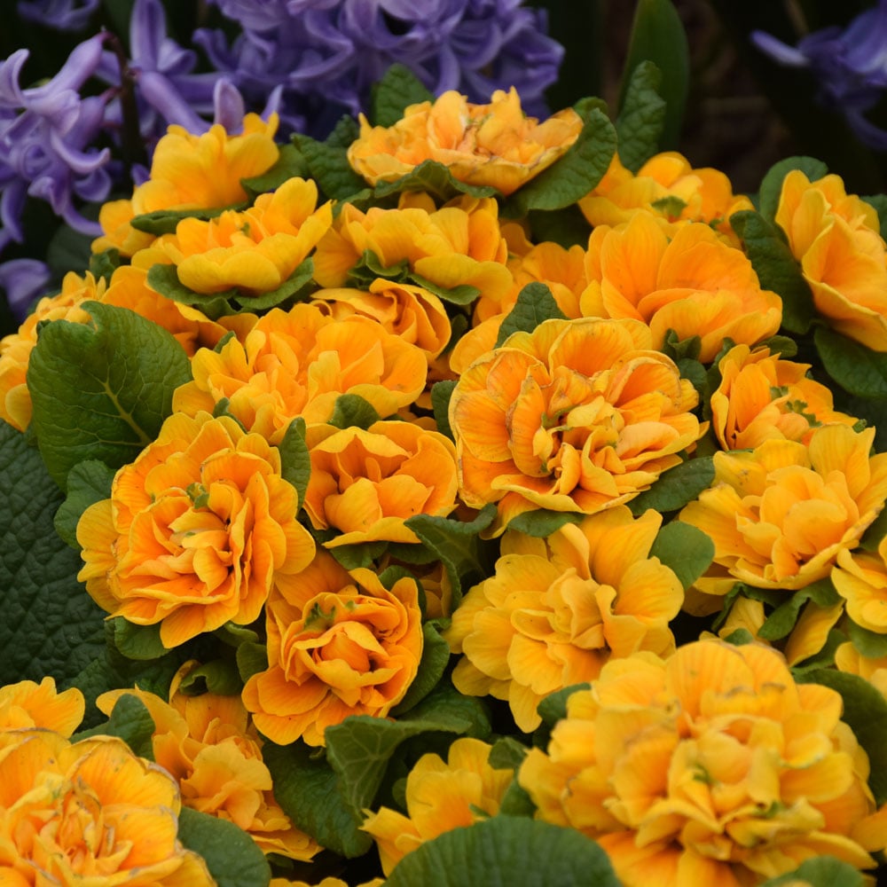 Primula vulgaris Prima Belarina® Mandarin