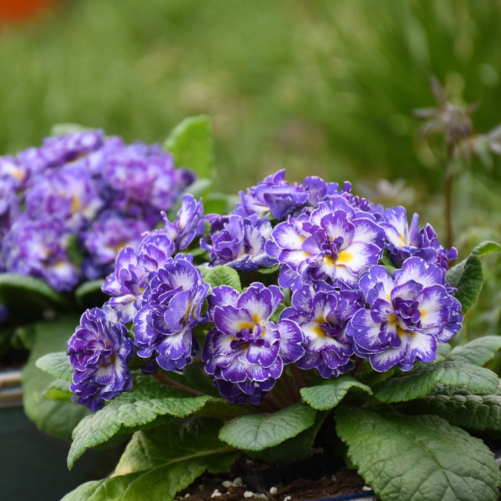 Primula vulgaris Prima Belarina® Blue Ripples