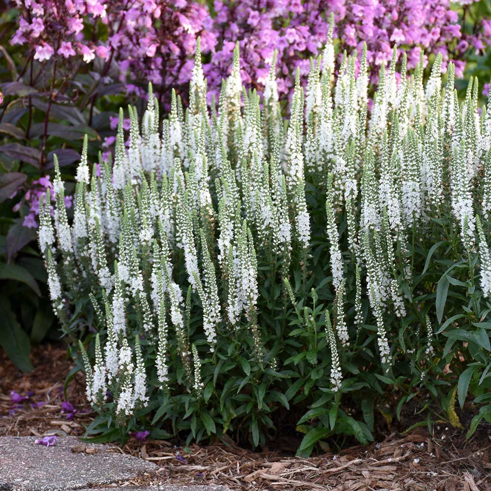 Veronica Magic Show® 'White Wands'