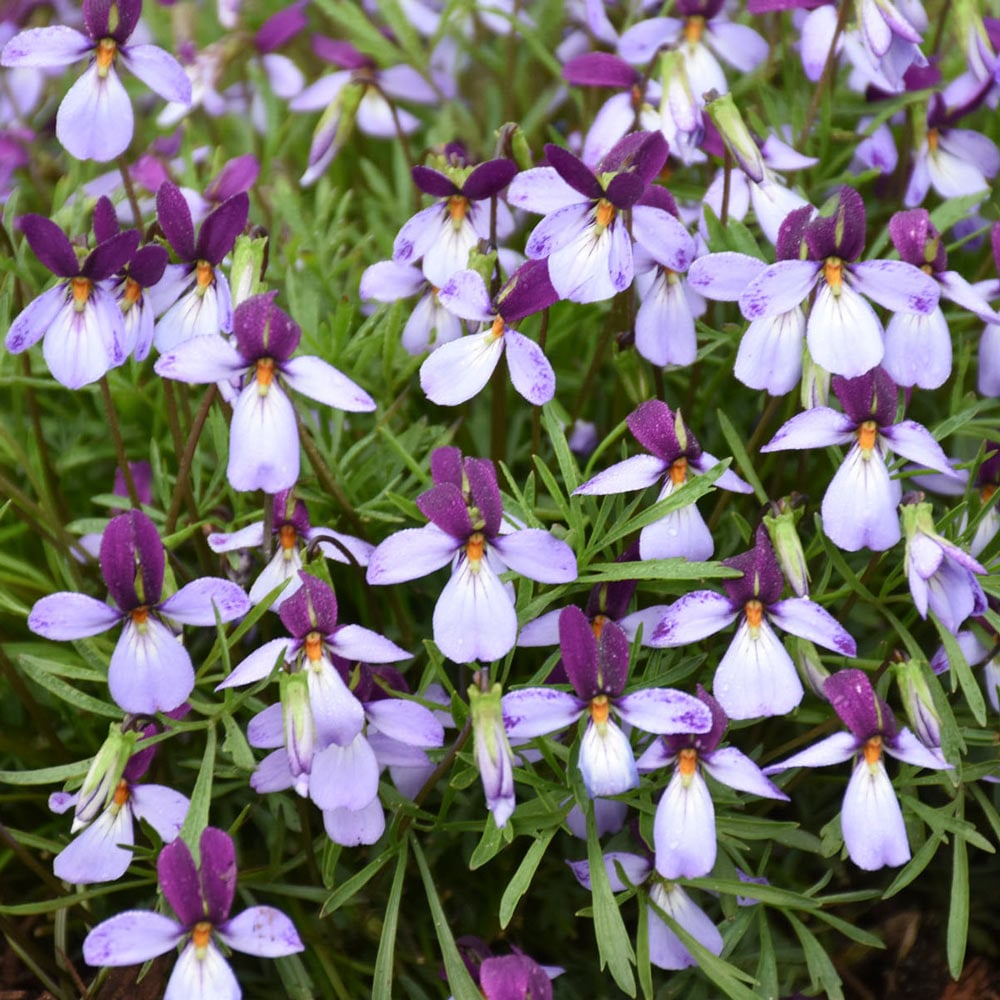 Viola pedata 'Eco Artist Palette'