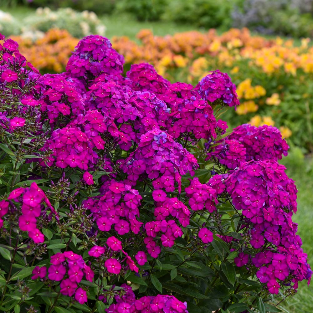 Phlox paniculata Luminary® 'Ultraviolet'