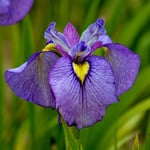  Iris pseudata 'Shiryukyo'
