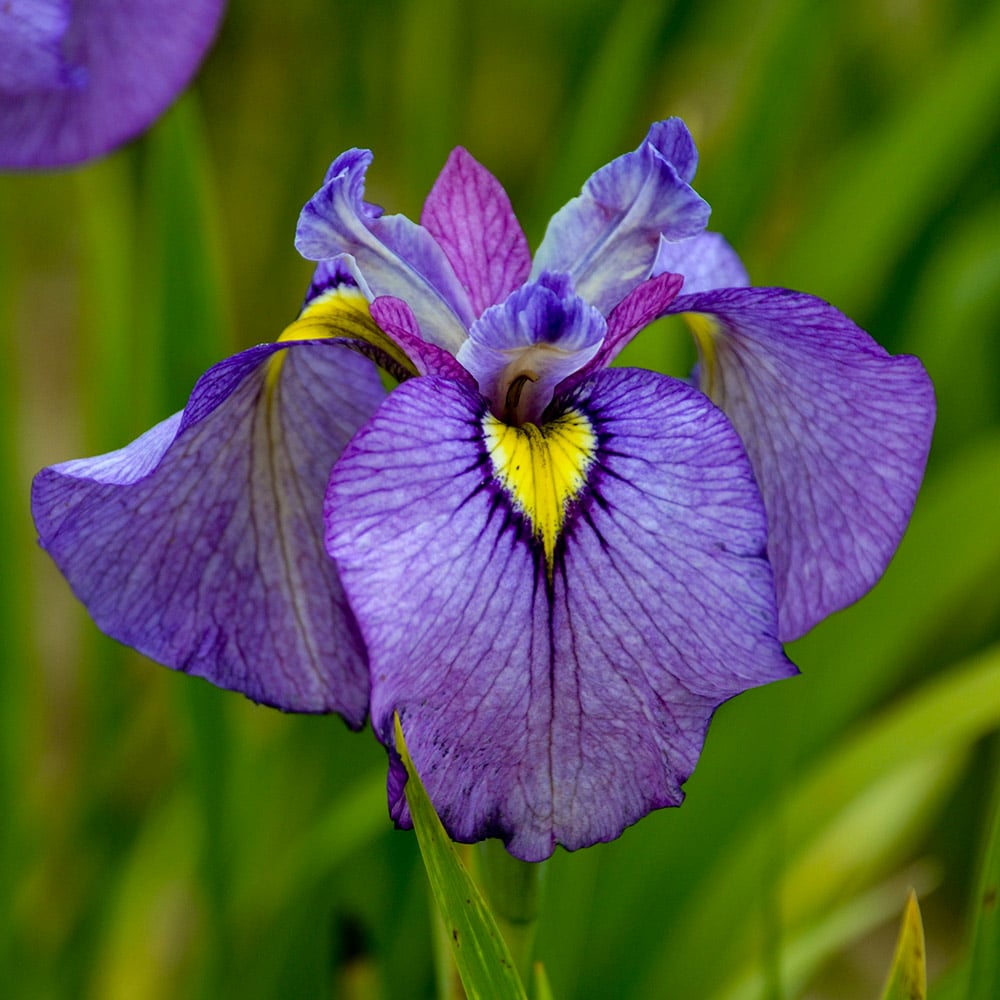 Iris pseudata 'Shiryukyo'