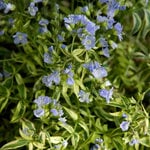  Polemonium reptans 'Stairway to Heaven'