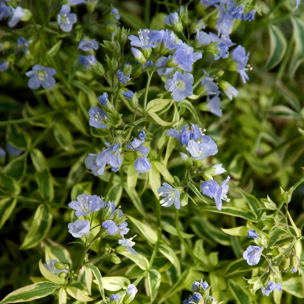 Polemonium reptans 'Stairway to Heaven'