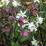  Spring Beauties Hellebore & Daffodil Collection