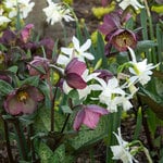 White Flower Farm Perennial Tulip Collection, 72 bulbs