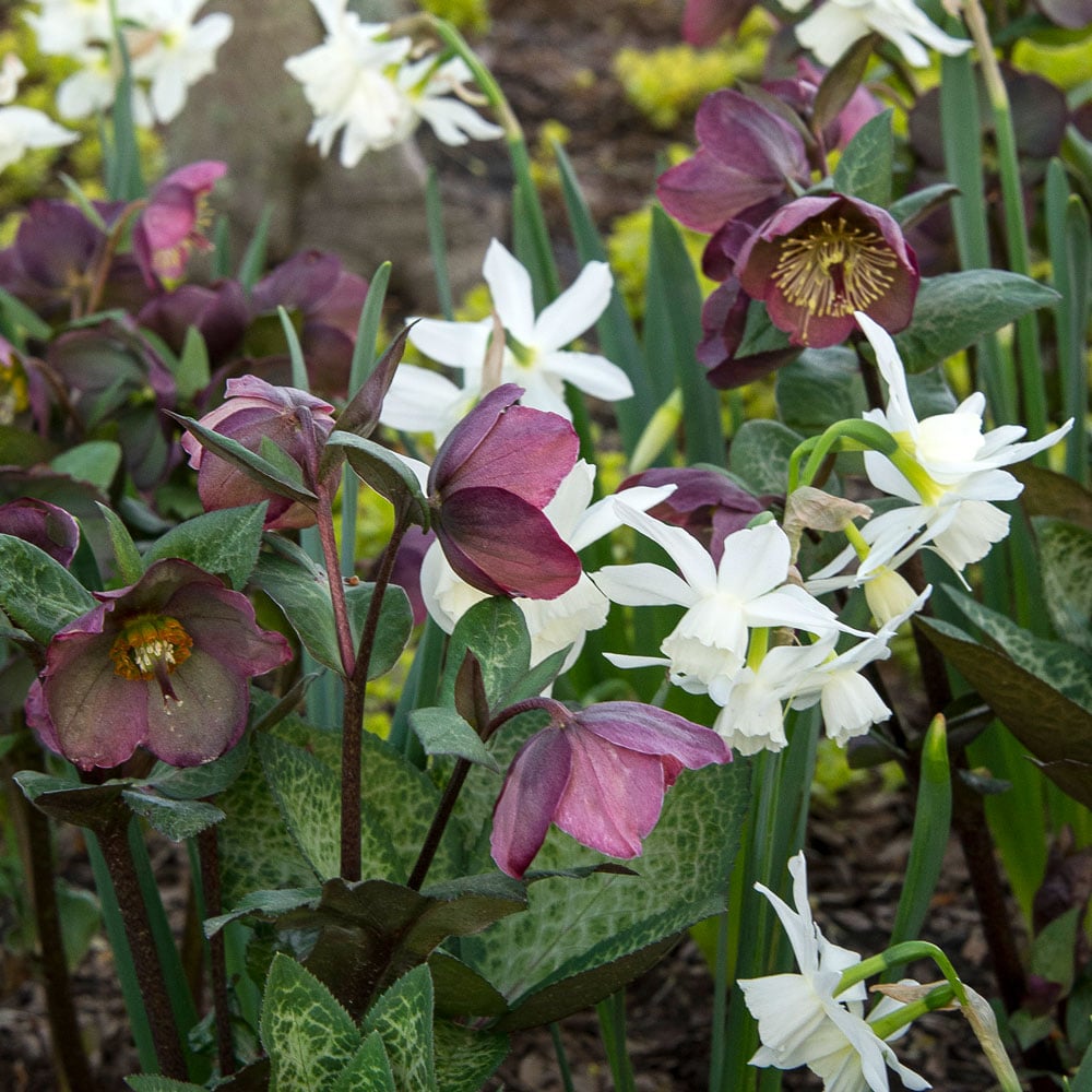 Spring Beauties Hellebore & Daffodil Collection