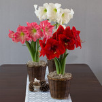  Colorful Trio of South African Amaryllis