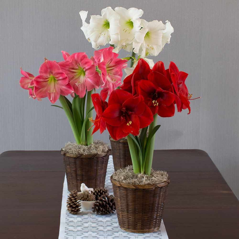 Colorful Trio of South African Amaryllis