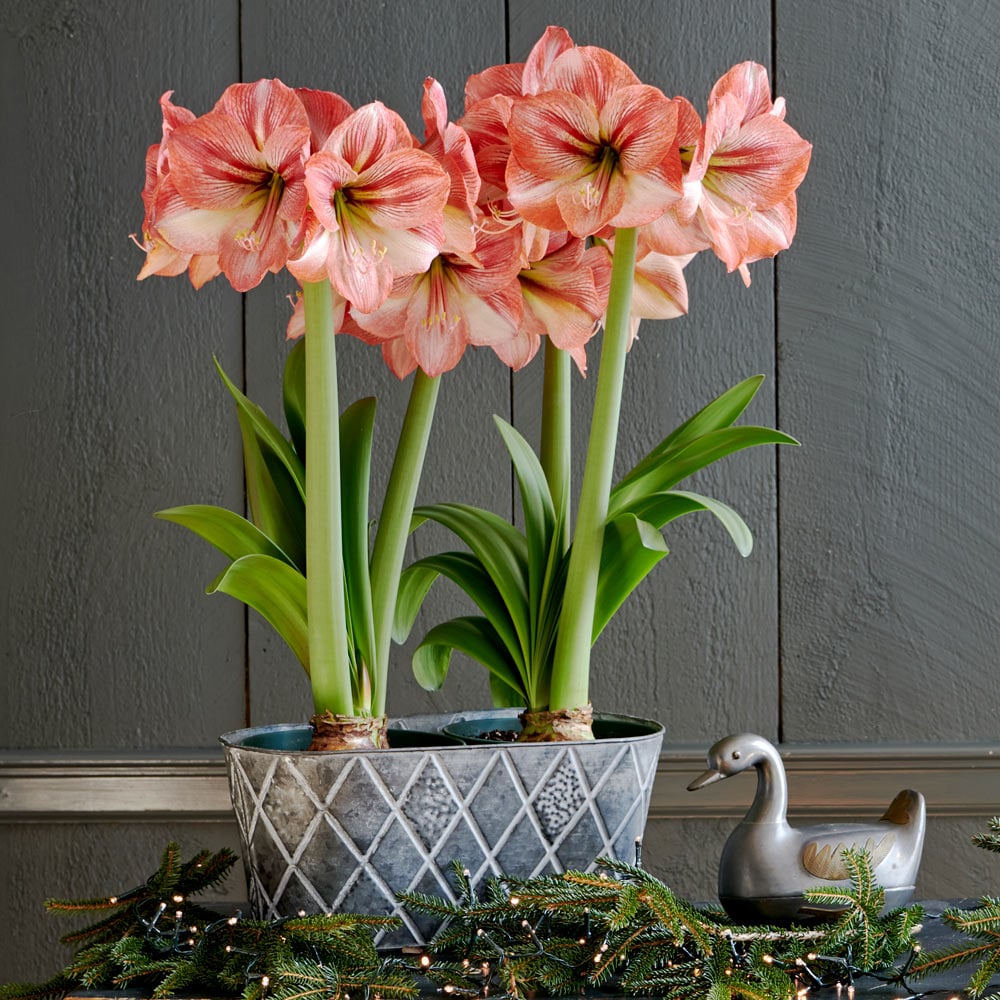 Amaryllis 'Provence' | White Flower Farm