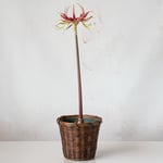  Amaryllis 'Chico,' one bulb in woven basket