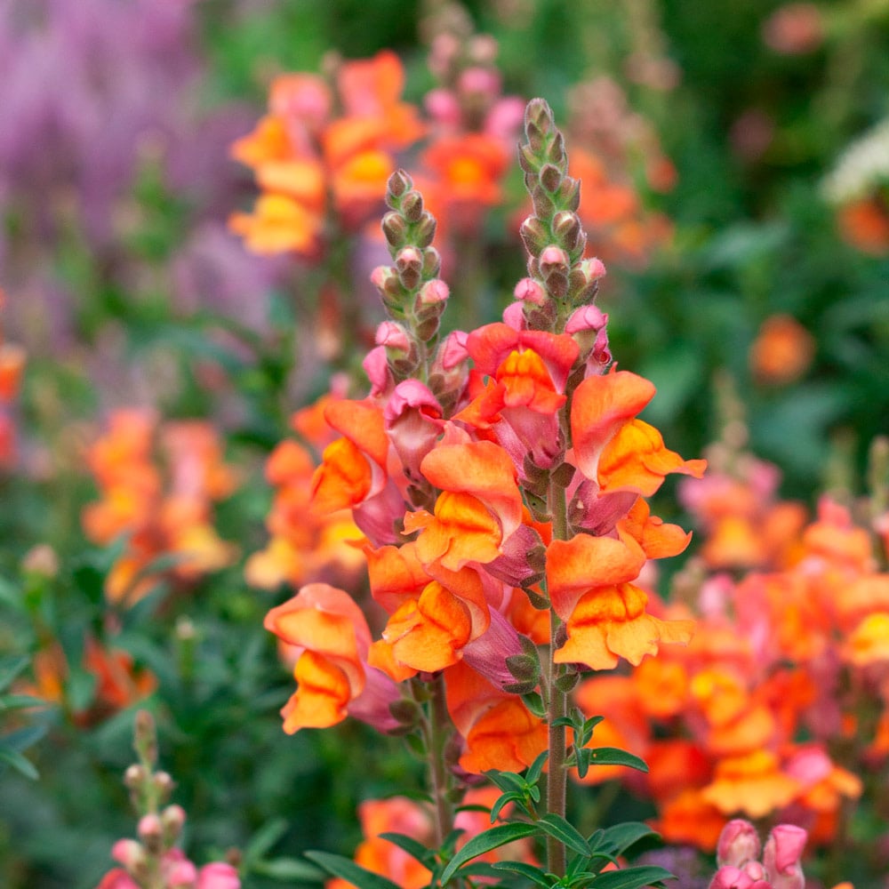 Antirrhinum majus 'Cool Orange'