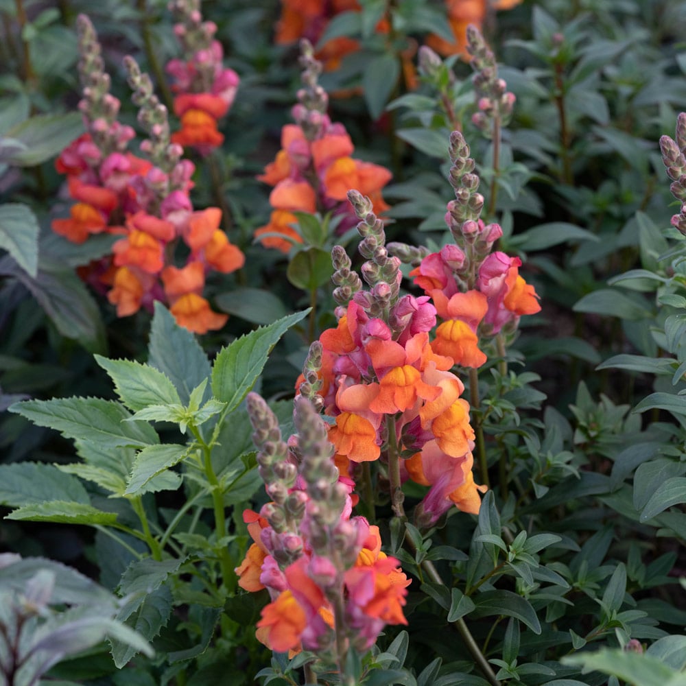 Antirrhinum majus 'Cool Orange'