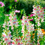  Antirrhinum majus 'Potomac Appleblossom'