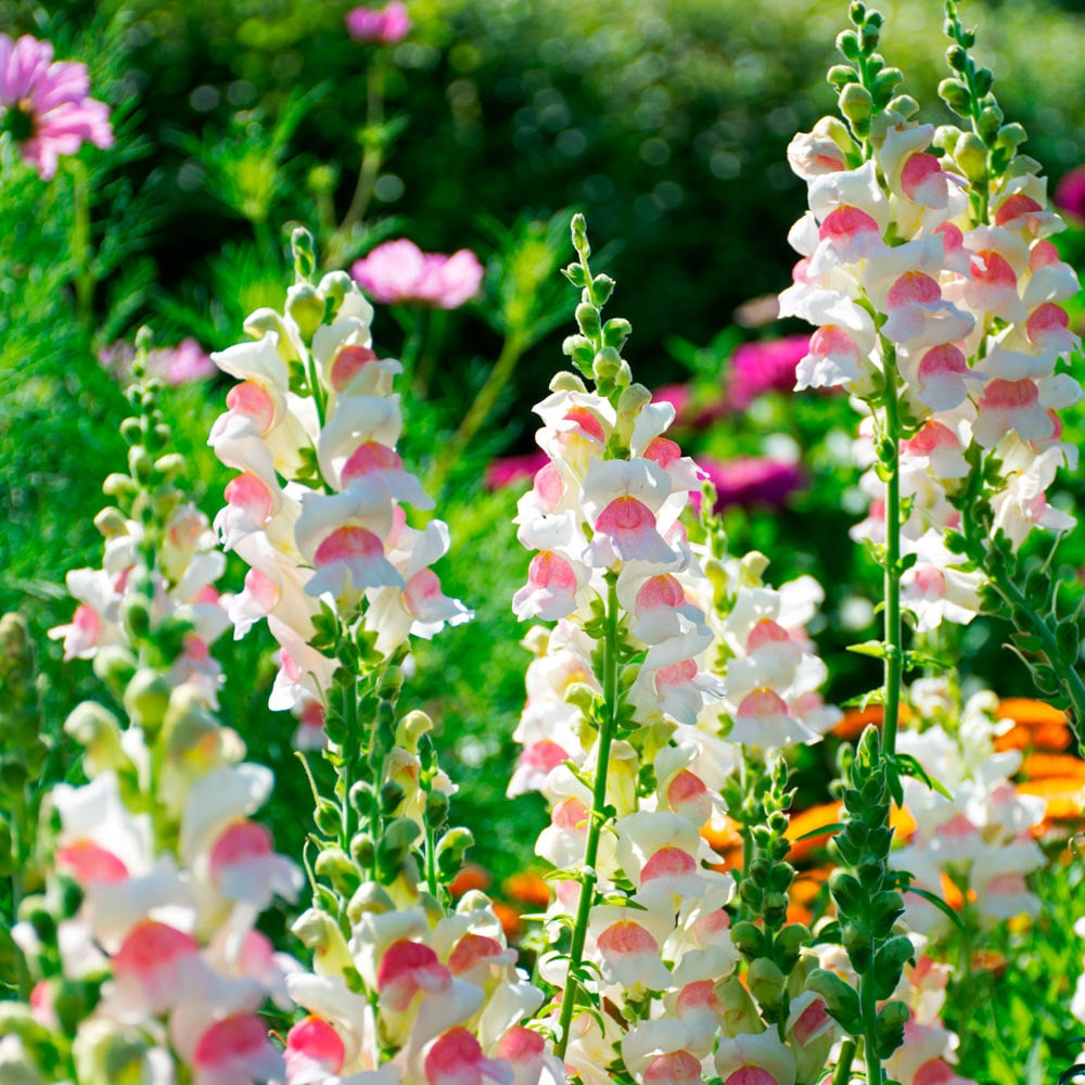 Antirrhinum majus 'Potomac Appleblossom'