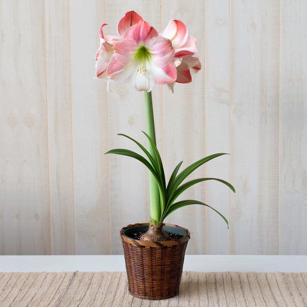 Amaryllis 'Apple Blossom'