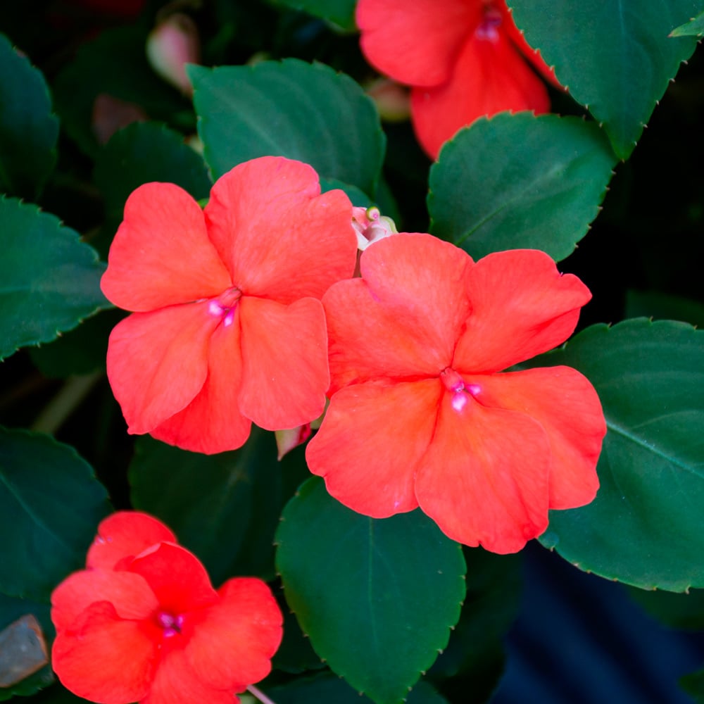 Impatiens walleriana Beacon® Salmon | White Flower Farm