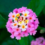  Lantana camara Landmark™ Rose Glow