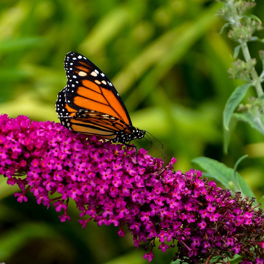 Monarch Glass Slippers Butterfly Bush (Buddleia 'Glass Slippers