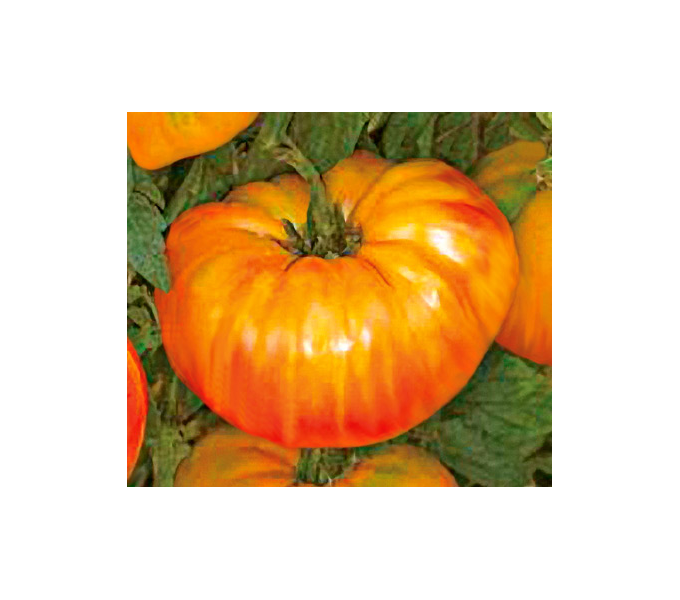 Set of 6 Heirloom Tomatoes White Flower Farm