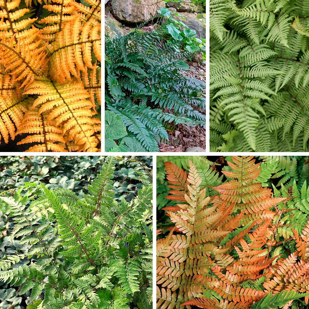Hardy Fern Sampler